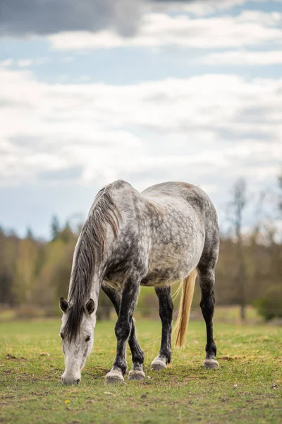 Foto Van Jong Paard Het Veld — Stockfoto