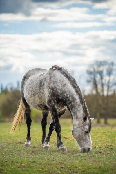 Foto Van Jong Paard Het Veld — Stockfoto