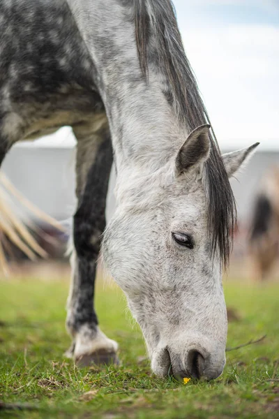 Beeld van jong paard op het veld — Stockfoto