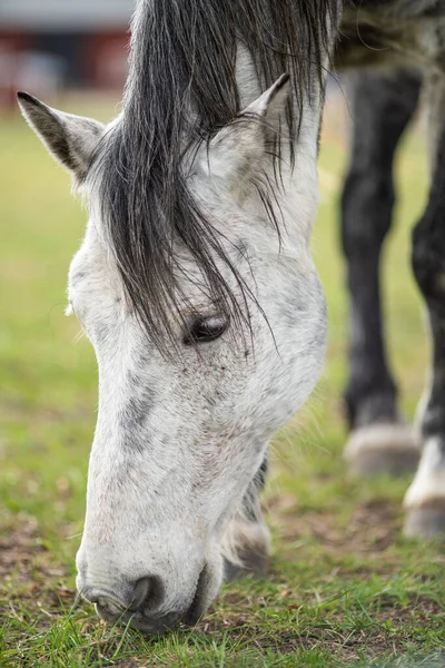 Foto Van Jong Paard Het Veld — Stockfoto