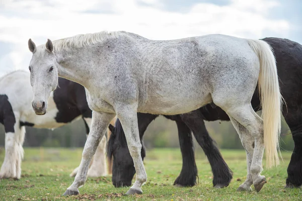 Foto Van Jong Paard Het Veld — Stockfoto