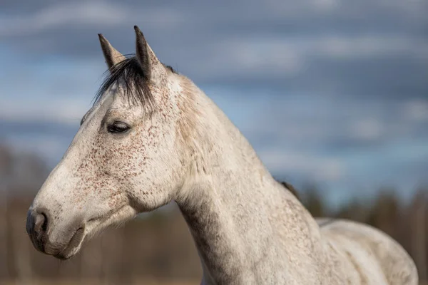 フィールド上の若い馬の写真 — ストック写真