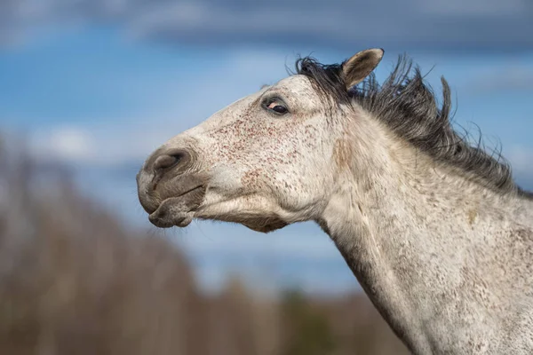 Foto Van Jong Paard Het Veld — Stockfoto