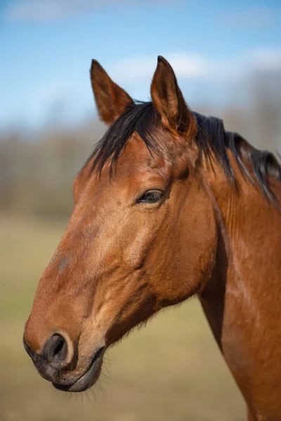 Immagine Giovane Cavallo Sul Campo — Foto Stock