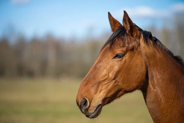 Immagine Giovane Cavallo Sul Campo — Foto Stock