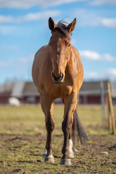 Foto Van Jong Paard Het Veld — Stockfoto