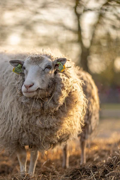 Picture Sheep Coutry Side Farm Sunset — Stock Photo, Image