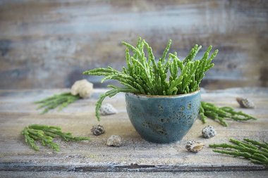 fresh Salicornia - the sea asparagus  clipart
