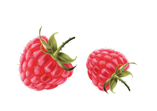 Two beautiful raspberries on a white background. Vector illustration. — Stock Vector