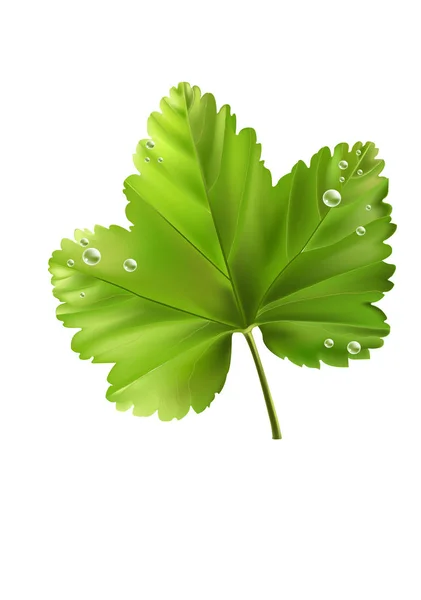 スグリは、白い背景の上の滴と葉します。ベクトル図. — ストックベクタ