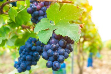 Asma üzüm şampanya bölgesi sonbahar hasat, Reims, Fransa kadar kapatın