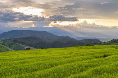 Pa Pong Pieng 'deki Yeşil Teraslı Pirinç Tarlası Mae Chaem, Chiang Mai, Tayland