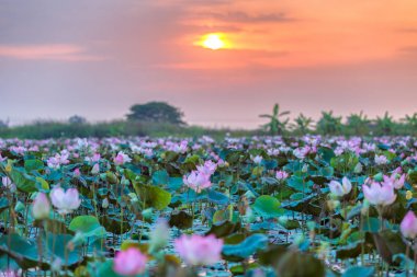 Pembe ve kırmızı Lotus Ayutthaya Tayland Tayland (görünmeyen, deniz)