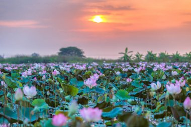 Sea of pink and red lotus at Ayutthaya Thailand (unseen in Thailand) clipart