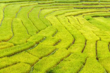 Yeşil Mae La Noi, Maehongson il, Tayland pirinç alan teraslı