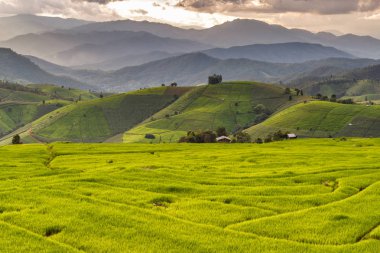 Pa Pong Pieng 'deki Yeşil Teraslı Pirinç Tarlası Mae Chaem, Chiang Mai, Tayland