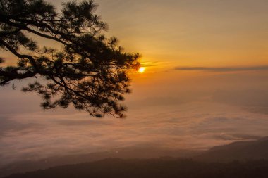 Gündoğumu zaman sis dağlarda Phu Kradueng Milli Parkı, Tayland at tabakası