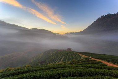 Çay plantasyon güzel manzara Doi Ang Khang, Chiang Mai, Tayland Doi ünlü turistik cazibe