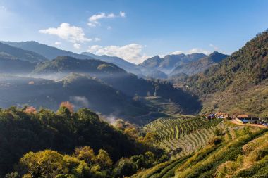 Çay plantasyon güzel manzara Doi Ang Khang, Chiang Mai, Tayland Doi ünlü turistik cazibe