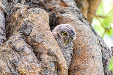 Kukumav (benekli owlet) içi boş bir ağaç