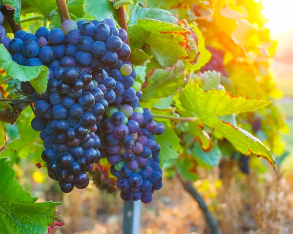 Fermez les vignes dans la région champenoise à la récolte d'automne, Reims, France — Photo