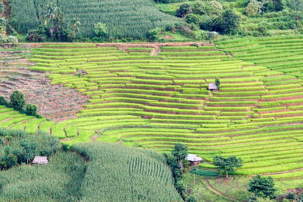 Zelené terasové rýžové pole v Pa Pong Pieng, Mae Chaem, Chiang Mai, Thajsko — Stock fotografie