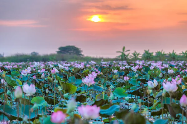 Mar de lótus rosa e vermelho em Ayutthaya Tailândia (invisível na Tailândia ) — Fotografia de Stock
