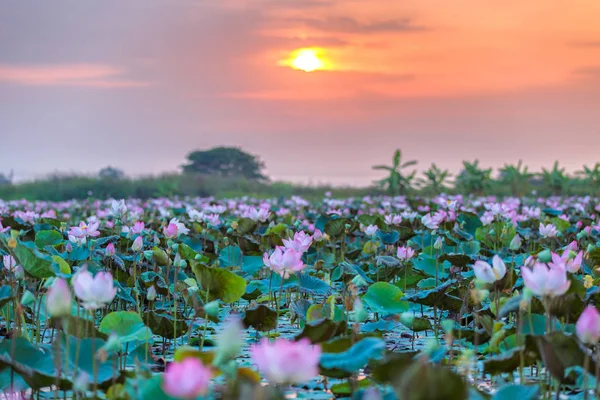 Pembe ve kırmızı Lotus Ayutthaya Tayland Tayland (görünmeyen, deniz)