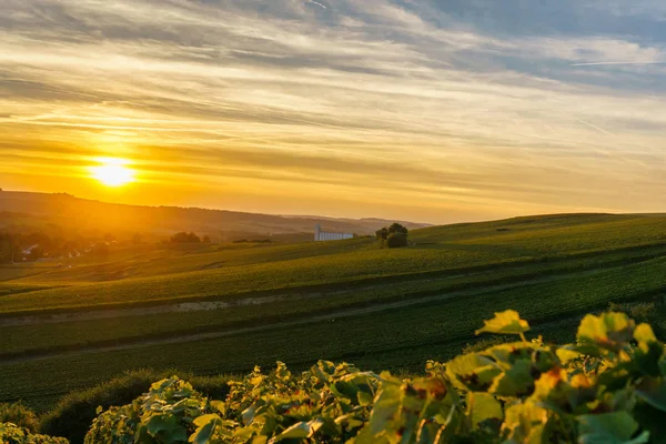 Gün batımında şampanya bağları, Montagne de Reims, Fransa