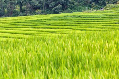 Yeşil Mae Klang Luang, Mae Chaem, Chiang Mai, Tayland pirinç alan teraslı
