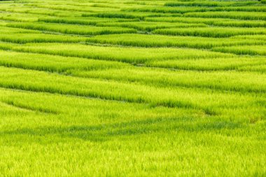 Yeşil Mae Klang Luang, Mae Chaem, Chiang Mai, Tayland pirinç alan teraslı