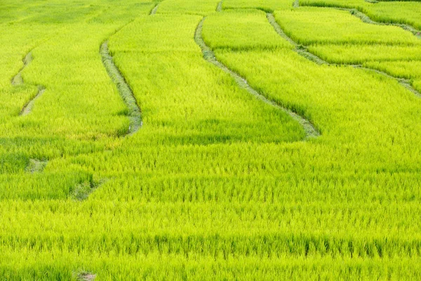 Zelené terasovité rýžové pole v Mae Klang Luang, Mae Chaem, Chiang Mai, Thajsko — Stock fotografie