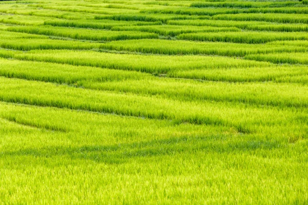 Green Terraced Rice Field in Mae Klang Luang , Mae Chaem, Chiang Mai, Thailand — Stock Photo, Image