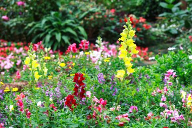 Çiçek Bahçesi doğa arka plan