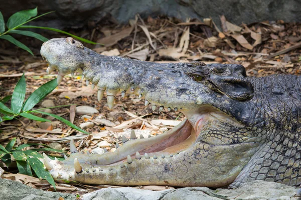Соленый крокодил обитает в зоопарке — стоковое фото