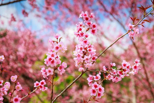 Flor de cereja japonesa na primavera — Fotografia de Stock