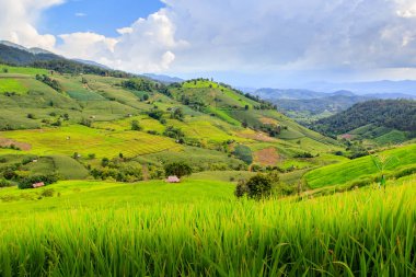 Pa Pong Pieng 'deki Yeşil Teraslı Pirinç Tarlası Mae Chaem, Chiang Mai, Tayland