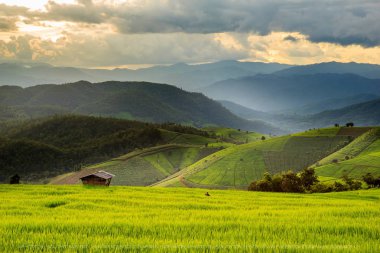 Pa Pong Pieng 'deki Yeşil Teraslı Pirinç Tarlası Mae Chaem, Chiang Mai, Tayland 