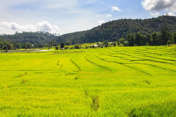 Green Terraced Rice Field en Mae Klang Luang, Mae Chaem, Chiang Mai, Tailandia —  Fotos de Stock