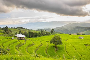 Pa Pong Pieng 'deki Yeşil Teraslı Pirinç Tarlası Mae Chaem, Chiang Mai, Tayland