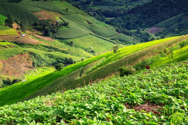 Zelené terasové rýžové pole v Pa Pong Pieng, Mae Chaem, Chiang Mai, Thajsko — Stock fotografie