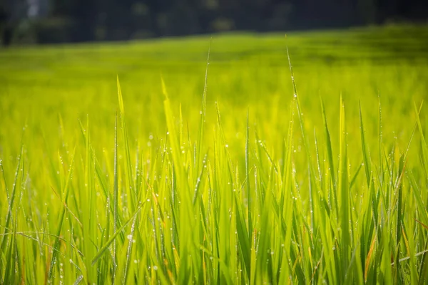 Close up of morning dew on rice field — Stock Photo, Image