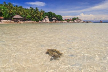 Güneş gün teknelerle lagün üzerinde palmiye ağacı. Koh Tao Island, Tayland