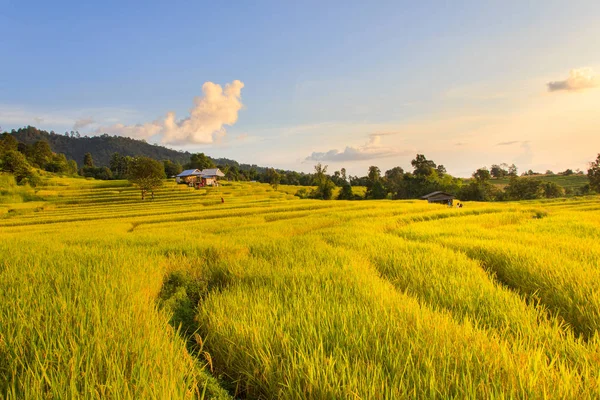Západ slunce na terasovité Paddy Field v Mae-Jam Village, Chiang Mai Province, Thajsko — Stock fotografie