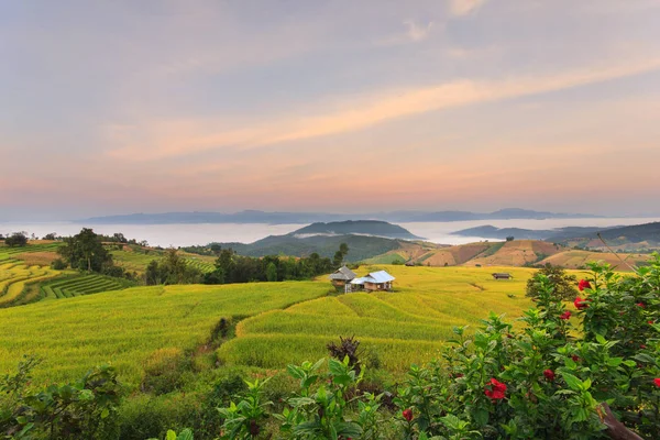 Sunrise at Terraced Paddy Field in Mae-Jam Village , Chiang Mai Province , Thailand