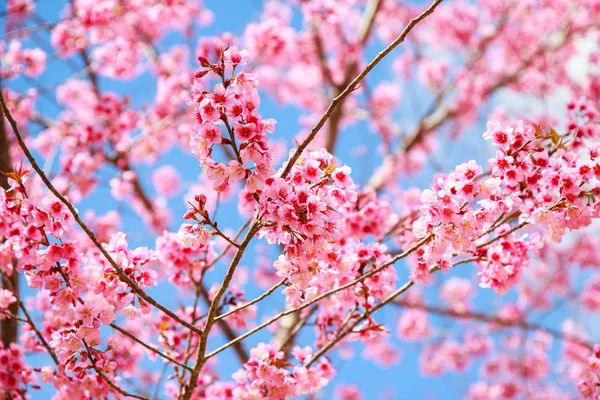 Flor de cereja japonesa na primavera — Fotografia de Stock