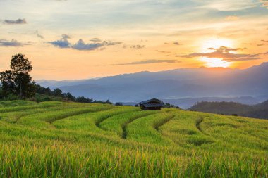Pa Pong Pieng 'deki Yeşil Teraslı Pirinç Tarlası Mae Chaem, Chiang Mai, Tayland