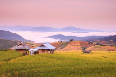 Pa Pong Pieng 'deki Yeşil Teraslı Pirinç Tarlası Mae Chaem, Chiang Mai, Tayland