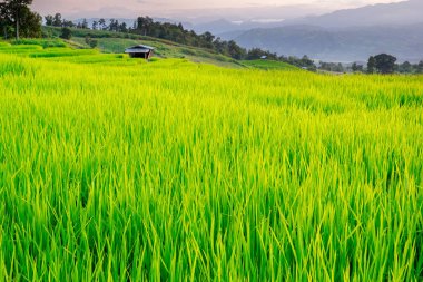 Pa Pong Pieng 'deki Yeşil Teraslı Pirinç Tarlası Mae Chaem, Chiang Mai, Tayland