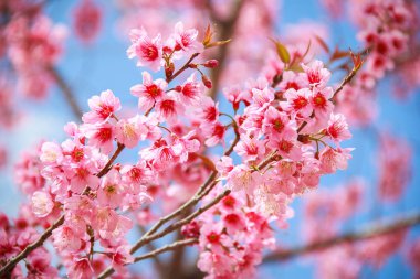 Baharda Japon kiraz çiçeği